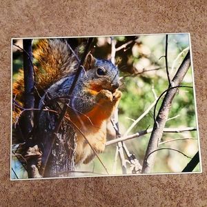13" X 19" Squirrel picture taken in Texas